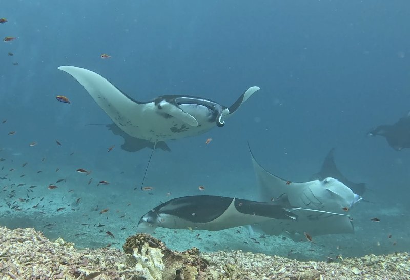Reef Manta Ray