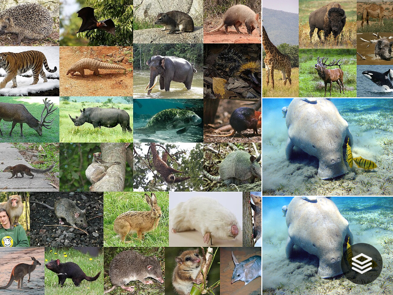 Species · Mammalia