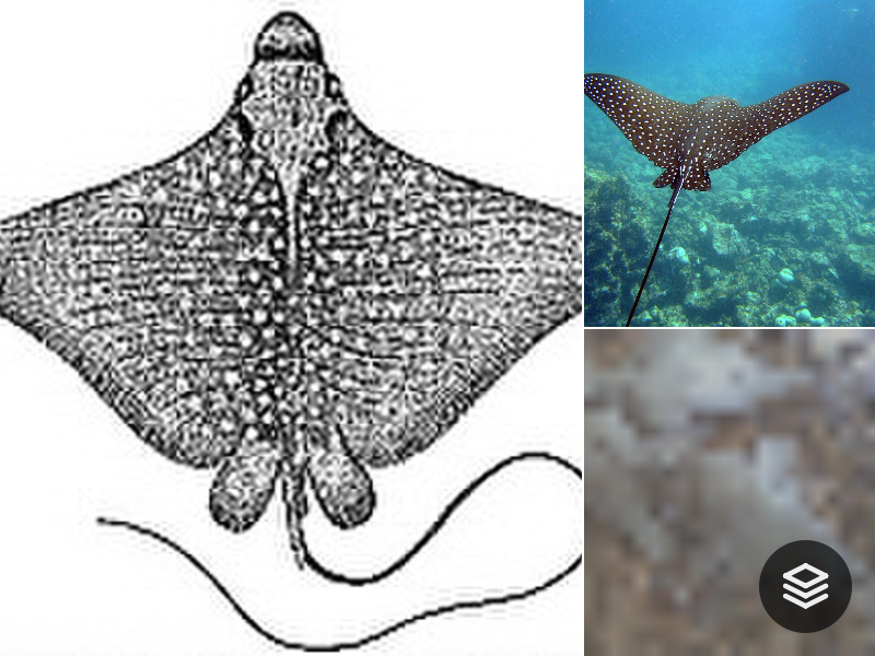 Species · Aetobatidae