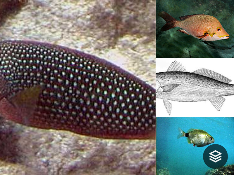 Species · Eupercaria incertae sedis