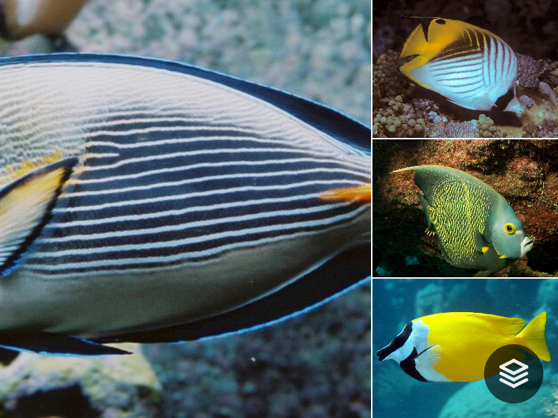 Species · Acanthuriformes