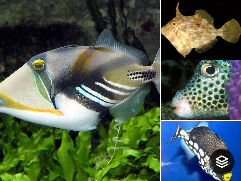 Species · Balistoidei