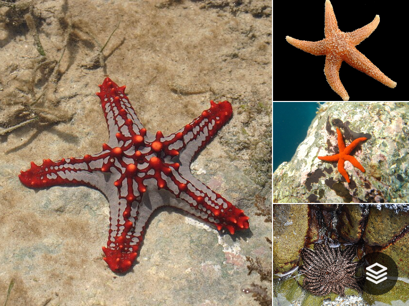 Species · Ambuloasteroidea