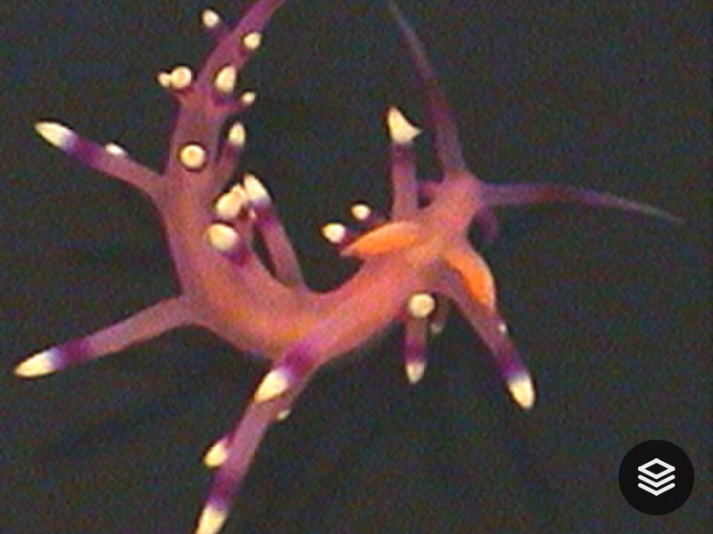 Species · Flabellina