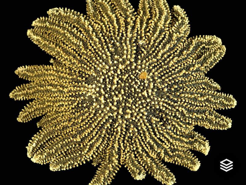 Species · Heliaster