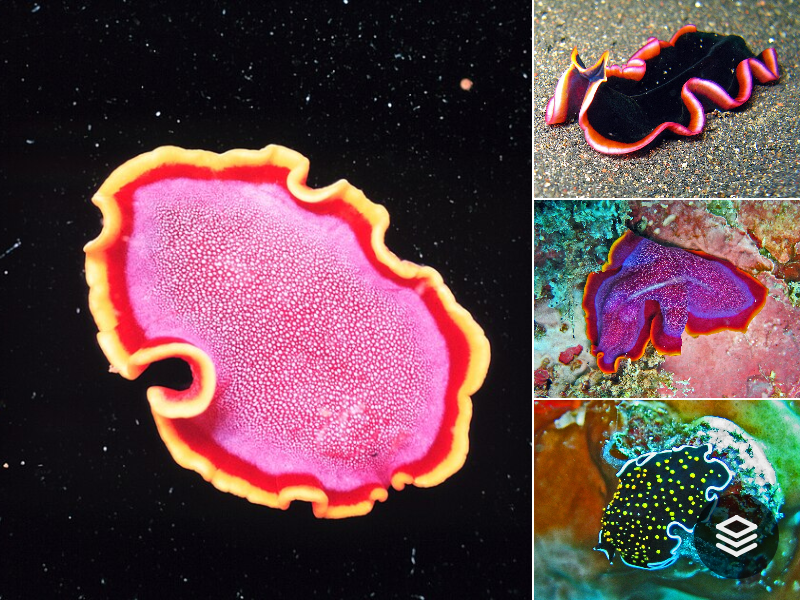 Species · Platyhelminthes
