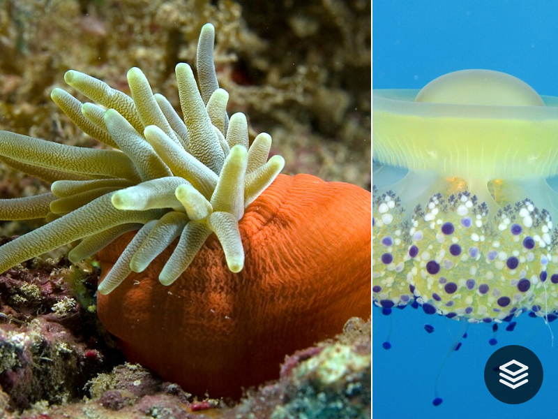 Species · Cnidaria