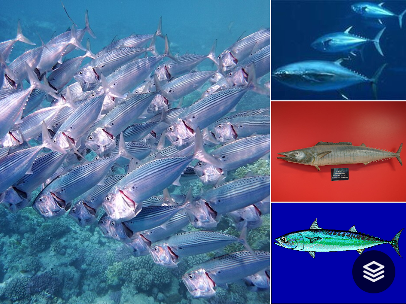 Species · Scombriformes