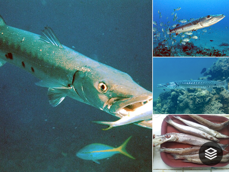 Species · Carangaria incertae sedis