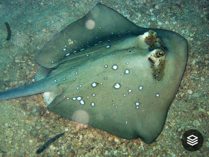 Species · Neotrygon