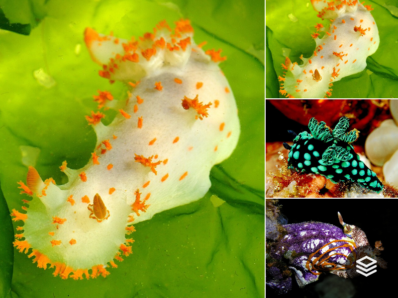 Species · Nudipleura