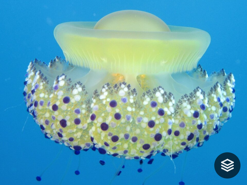 Species · Actinomyaria