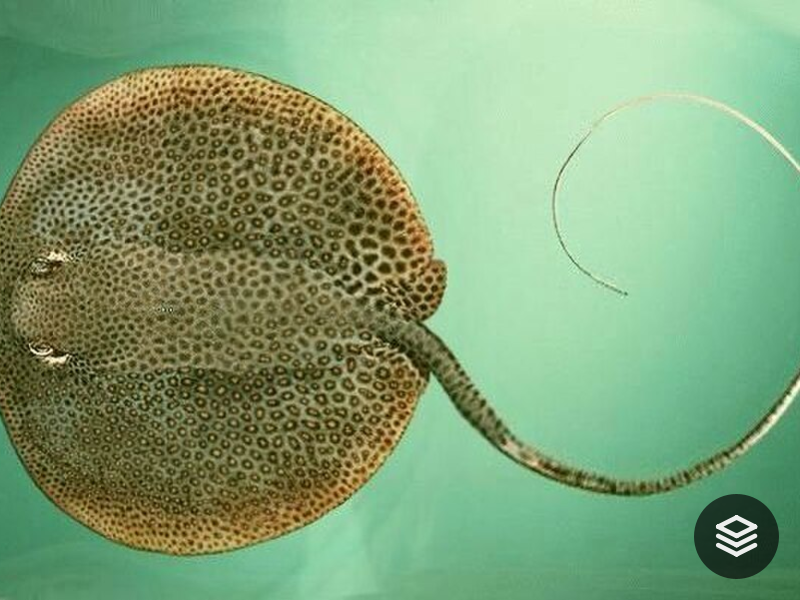 Species · Himantura