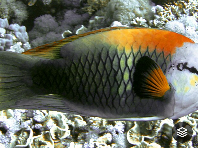 Species · Epibulus