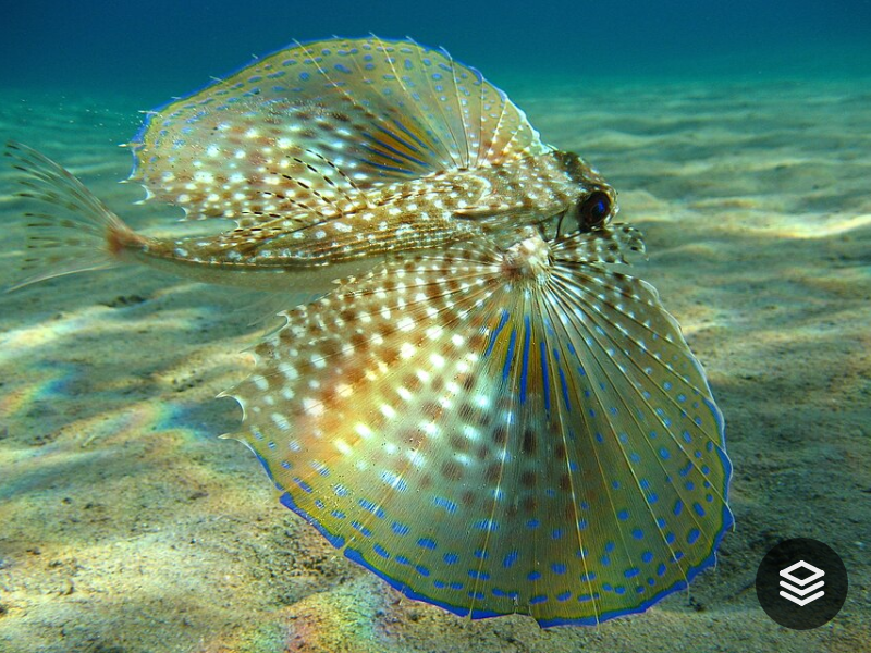 Species · Dactylopteriformes